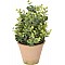 JΚ Home Décor - Φυτό Πρασινάδα σε Γλάστρα 13x31cm