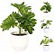 JK Home Décor - Γλαστράκι με Φυτό 15cm 3Σχδ