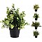 JK Home Décor - Γλαστράκι με Φυτό 23cm 4Σχδ